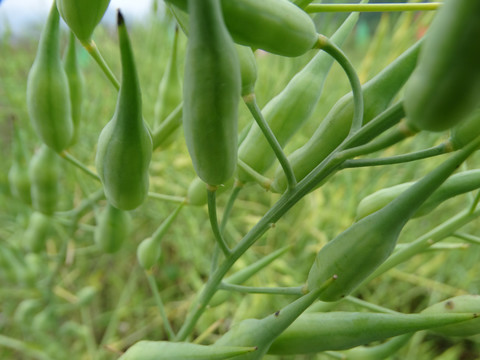 绿色油菜籽