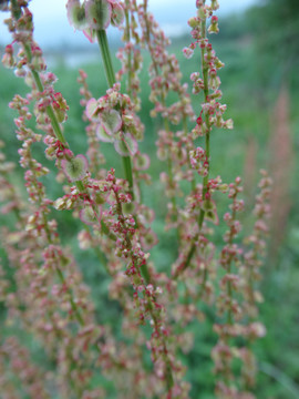 野菠菜花