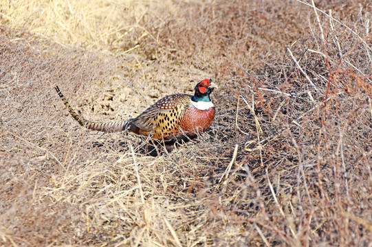 野鸡