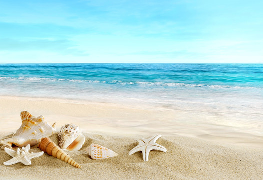 海滩大海星海螺蓝色海洋背景