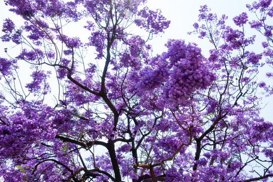 逆光通透的蓝花楹背景素材