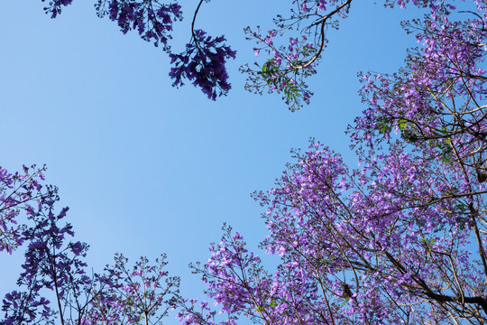 浪漫蓝花楹背景素材