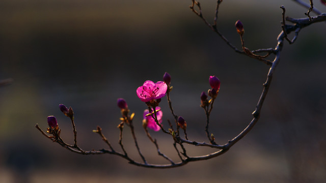 杜鹃花