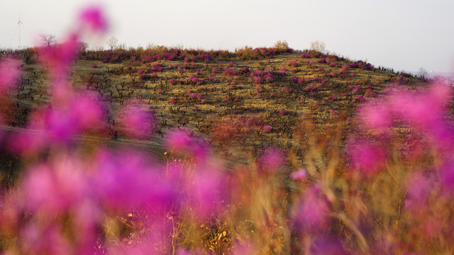 杜鹃花