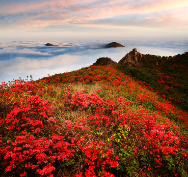 满山杜鹃花