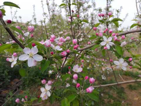 苹果花