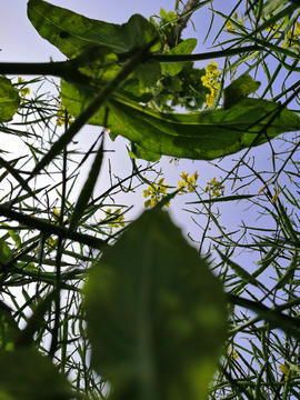 油菜花