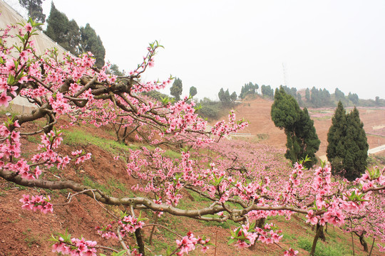 龙泉桃花山