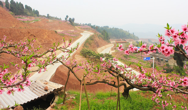 龙泉桃花山