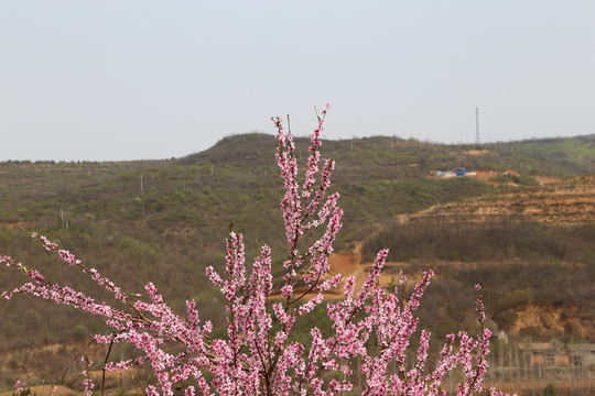 山区桃花