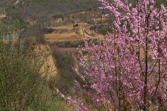 山区桃花