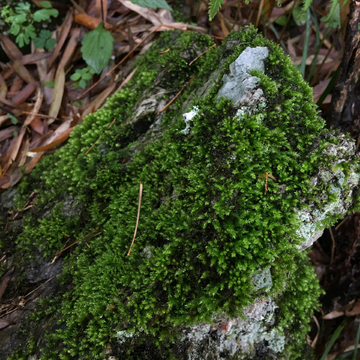 苔藓