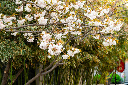 樱花