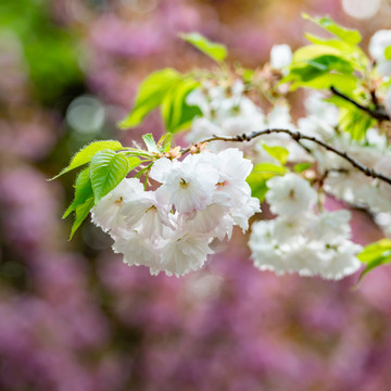 樱花