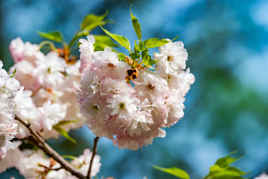 樱花