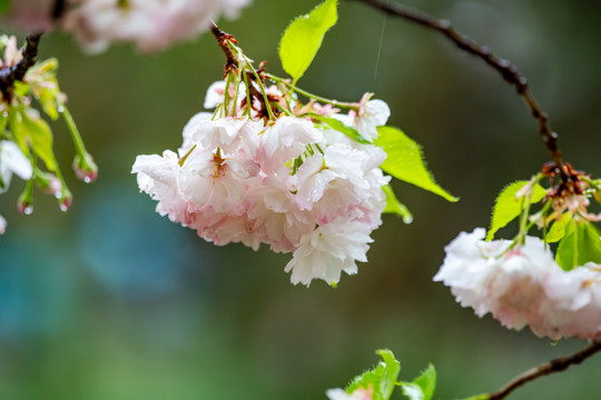 樱花