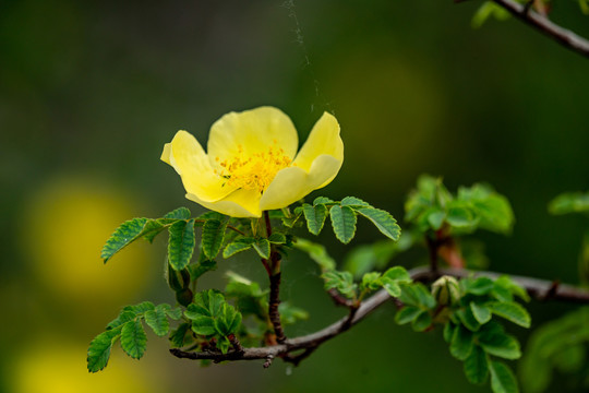 黄刺玫花