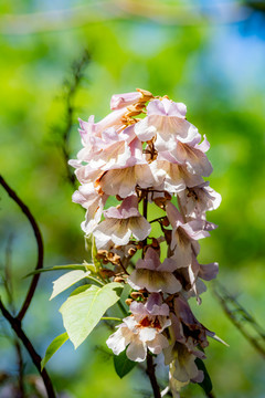 泡桐花