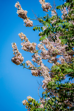 泡桐花