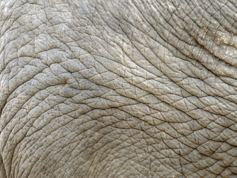 大象皮肤