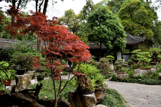 成都杜甫草堂盆景