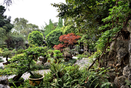 成都杜甫草堂盆景