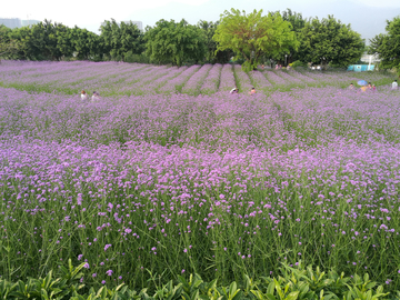 柳叶马鞭草