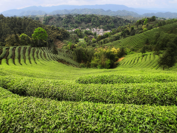 牛碾坪茶山