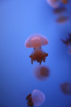 可爱的海蜇水母