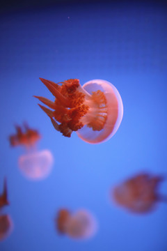 海蜇水母大图