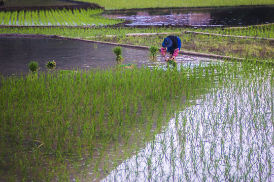 黑尔水田风光