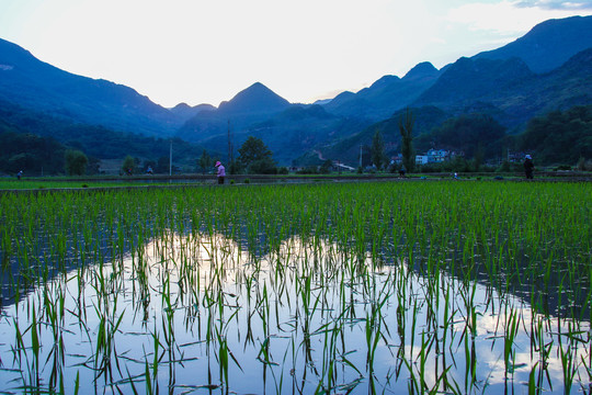 黑尔水田风光