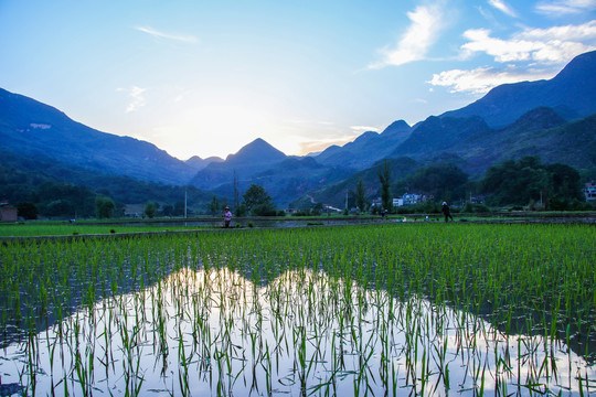 黑尔水田风光