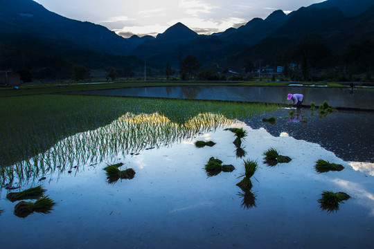 黑尔水田风光