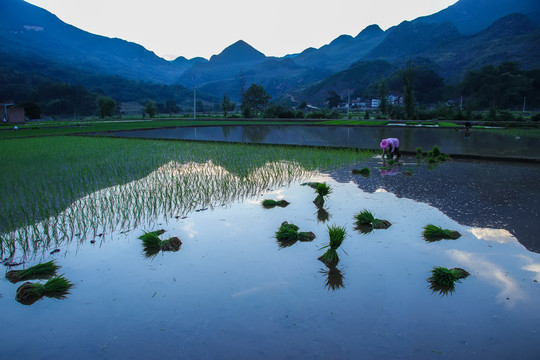 黑尔水田风光