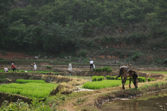 黑尔水田风光