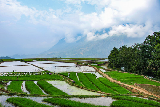 黑尔水田风光