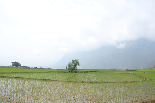 黑尔水田风光