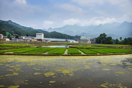 黑尔水田风光