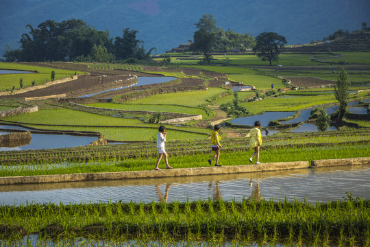 黑尔水田风光