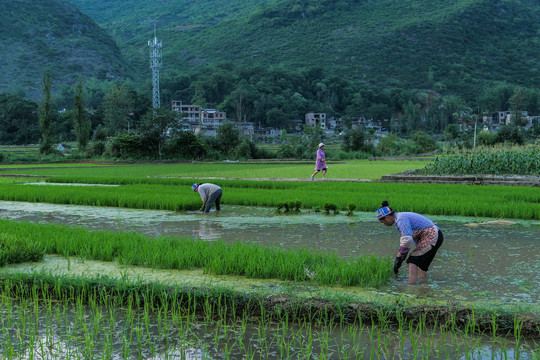 黑尔水田风光