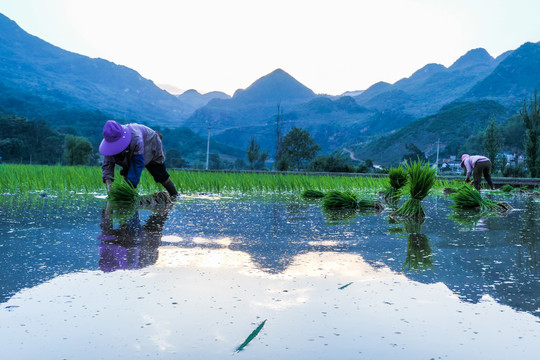 黑尔水田风光