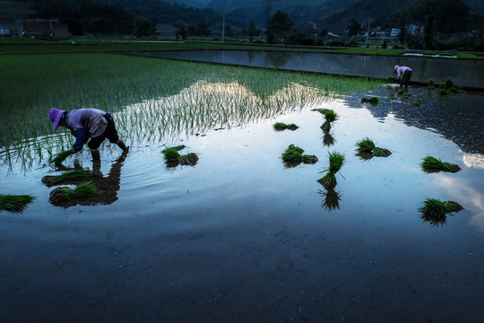 黑尔水田风光