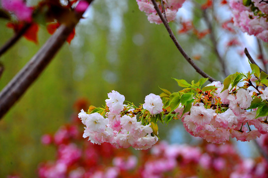 樱花