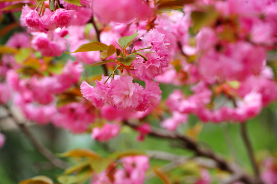 樱花树