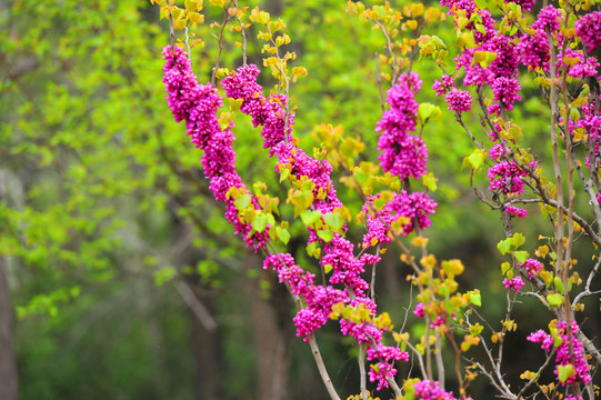 紫花荆条