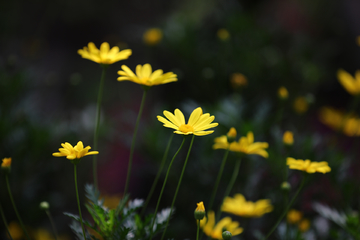 菊花草丛