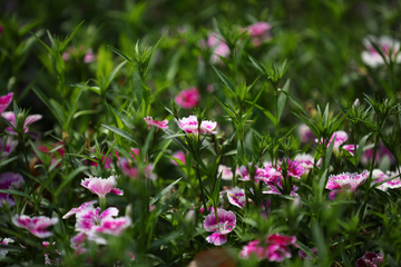 花草绿植