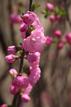 鲜花