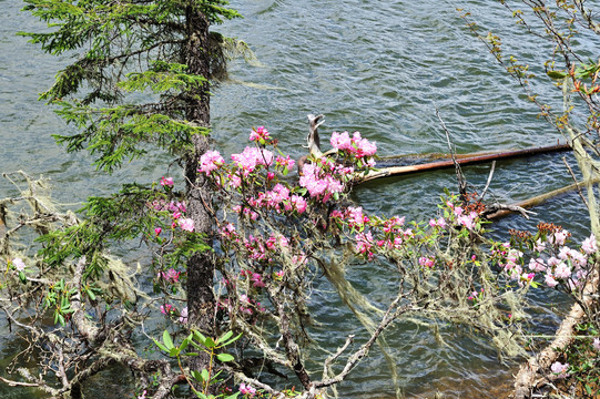 香格里拉杜鹃花